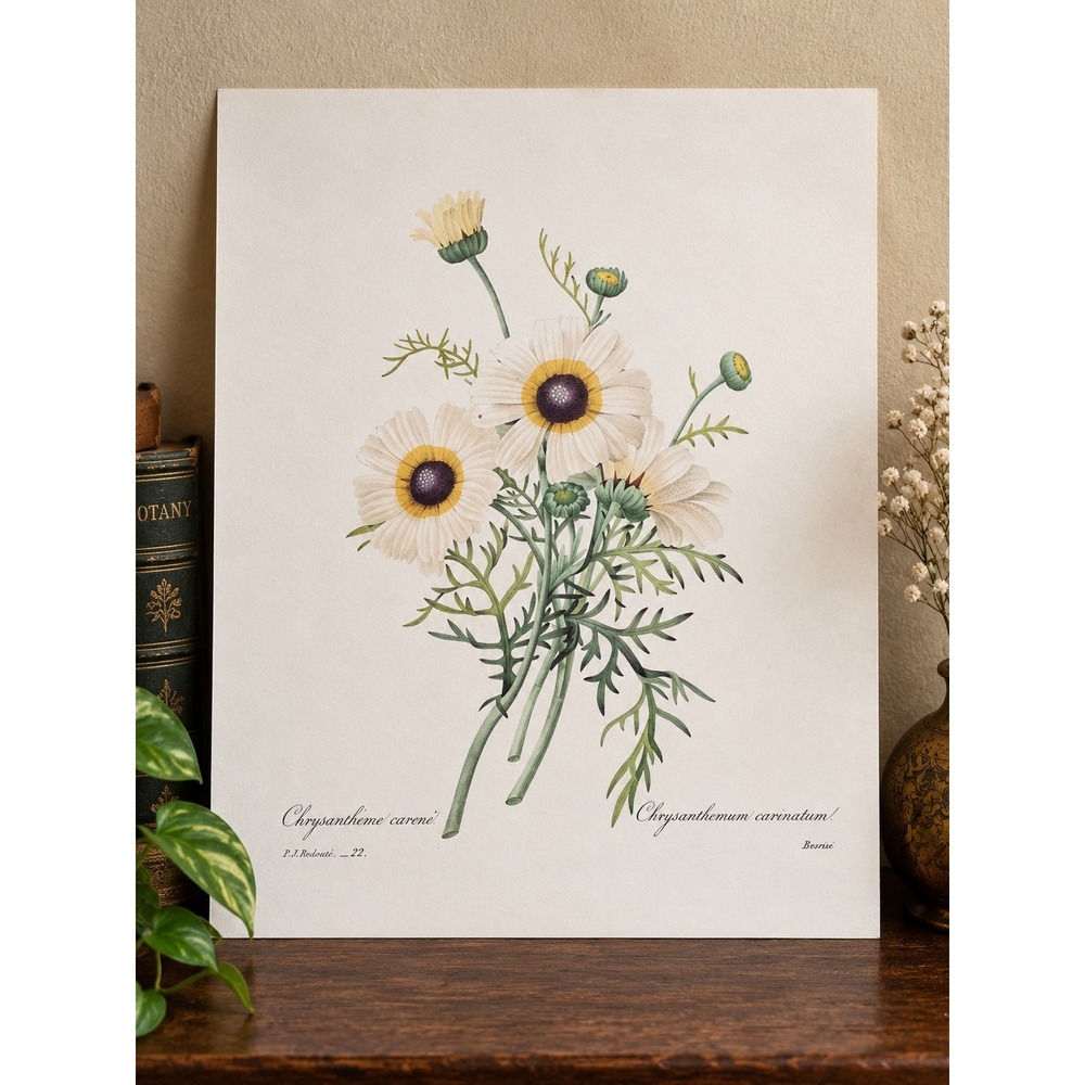 P.J. Redouté Chrysanthemum Carinatum Botanical Book Plate Floral 11x14